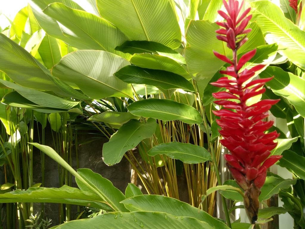 Villa Esa Ubud المظهر الخارجي الصورة